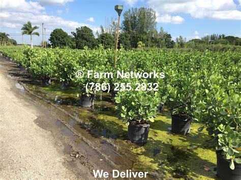 plant nursery jupiter fl.